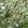 Ajenjo (Artemisia absinthium) orgánico semillas
