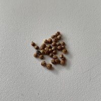 Lúpulo (Humulus lupulus) orgánico semillas