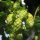 Lúpulo (Humulus lupulus) orgánico semillas