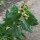 Beleño negro (Hyoscyamus niger) orgánico semillas