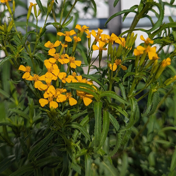 Pericón/ Yauhtli (Tagetes lucida) orgánico semillas