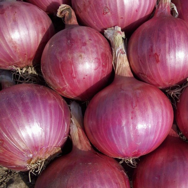 Cebolla roja Red Baron (Allium cepa) orgánica semillas