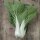 Repollo chino / Pak Choi / Bok Choy Tai Sai (Brassica rapa, subsp. chinensis) orgánico semillas