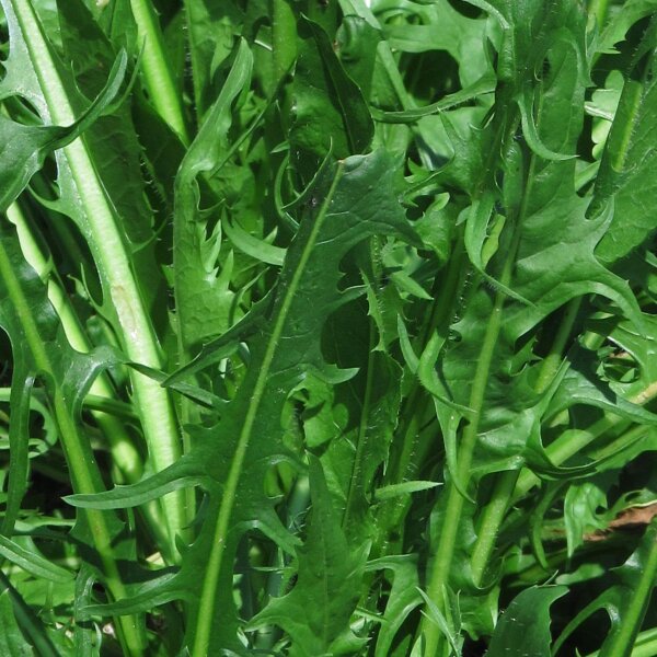 Achicoria Catalogna foglie frastagliate (Cichorium intybus var. foliosum) orgánica semillas