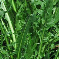 Achicoria Catalogna foglie frastagliate (Cichorium...