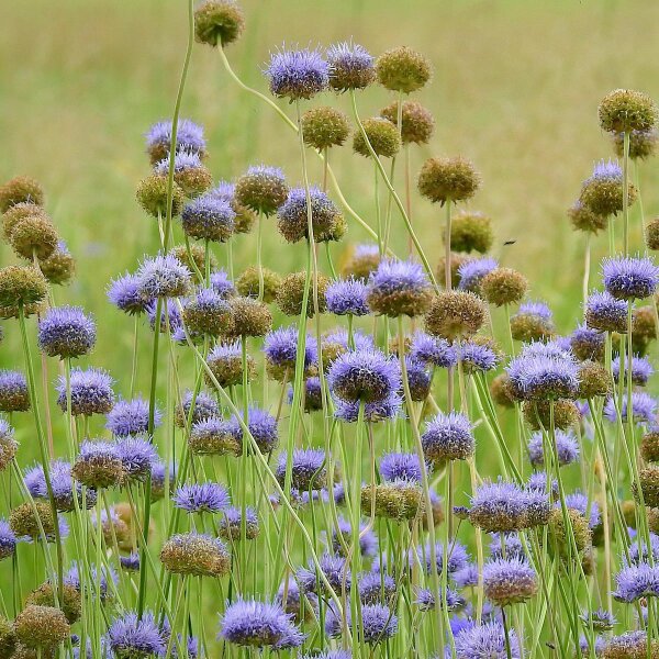 Botón azul (Jasione montana) semillas