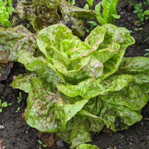 Lechuga romana Forellenschluss (Lactuca sativa) orgánica semillas