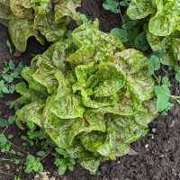 Lechuga romana Forellenschluss (Lactuca sativa) orgánica semillas