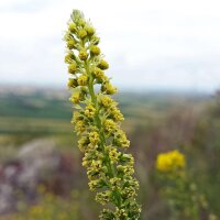 Mezcla de flores silvestres (10g  para una área de aproximadamente 5m²) orgánico