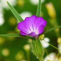 Mezcla de flores silvestres (10g  para una área de aproximadamente 5m²) orgánico