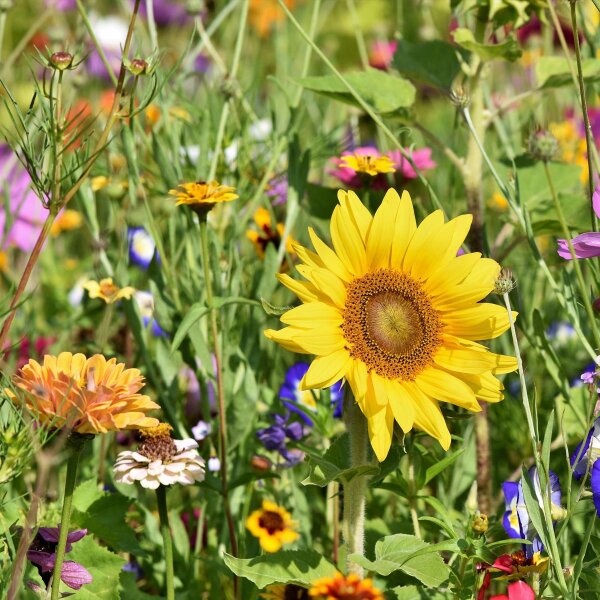 Mezcla de flores amigables con los insectos (10 g ideal para una área de aproximadamente 5 m²) orgánico