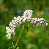 Mezcla de flores amigables con los insectos (10 g ideal para una área de aproximadamente 5 m²) orgánico