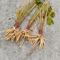 Escaravía/ sisaro (Sium sisarum) orgánico semillas