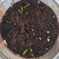 Escaravía/ sisaro (Sium sisarum) orgánico semillas