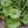 Lechuga del minero / Claytonia (Montia perfoliata) orgánico semillas
