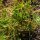 Lechuga del minero / Claytonia (Montia perfoliata) orgánico semillas