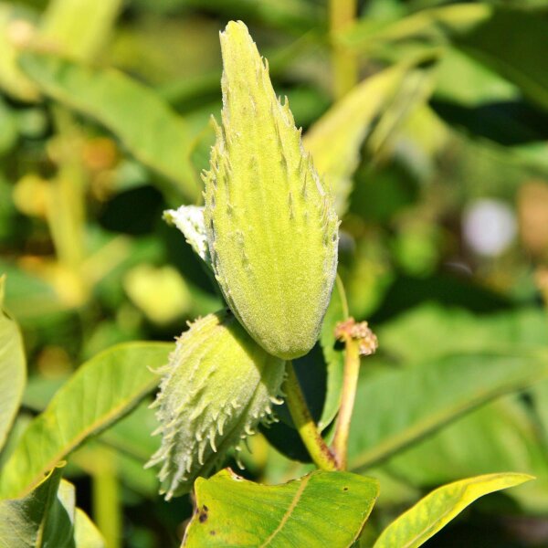 Asclepias (Asclepias tuberosa) semillas