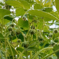 Fresa de Virginia (Fragaria virginiana) semillas