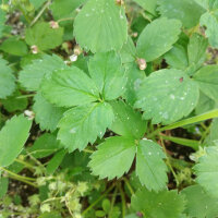 Fresa de Virginia (Fragaria virginiana) semillas