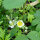 Fresa de Virginia (Fragaria virginiana) semillas