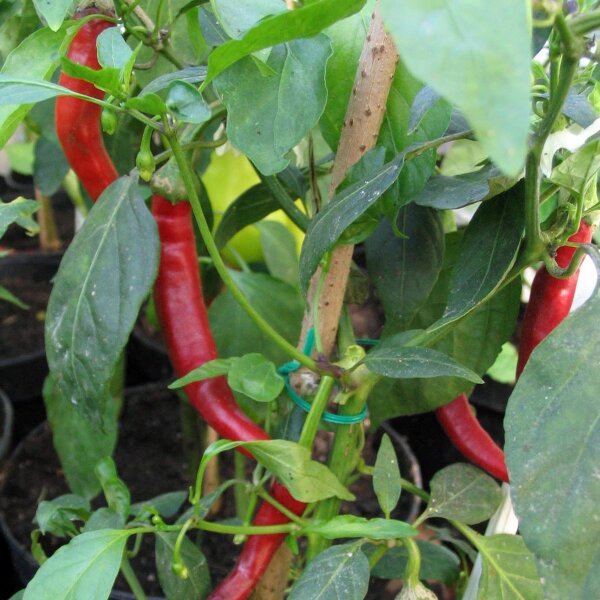 Chile “Roter Langer Westländer” (Capsicum annuum) orgánico semillas