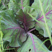 Col puntiaguda roja Kalibos (Brassica oleracea var. capitata) orgánico semillas