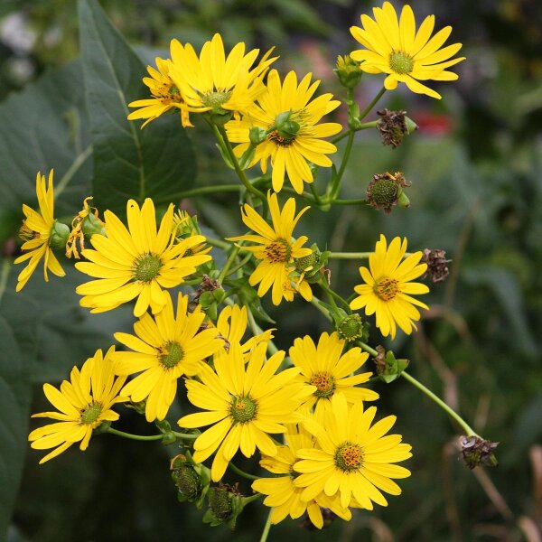 Silfo (Silphium perfoliatum) orgánico semillas