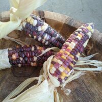 Maíz dulce multicolor “Rainbow Inka” (Zea mays) Orgánico semillas